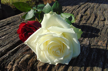 عکس شاخه گل رز سفید و قرمز طبیعی با کیفیت تصویر بالا
