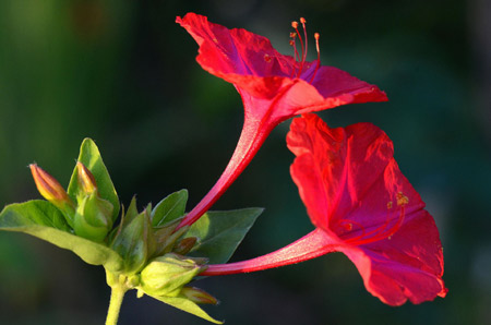 عکس زیبا از گل لاله عباسی قرمز خوشگل