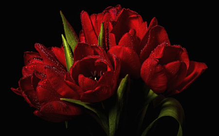 دسته گل لاله قرمز بسیار زیبا